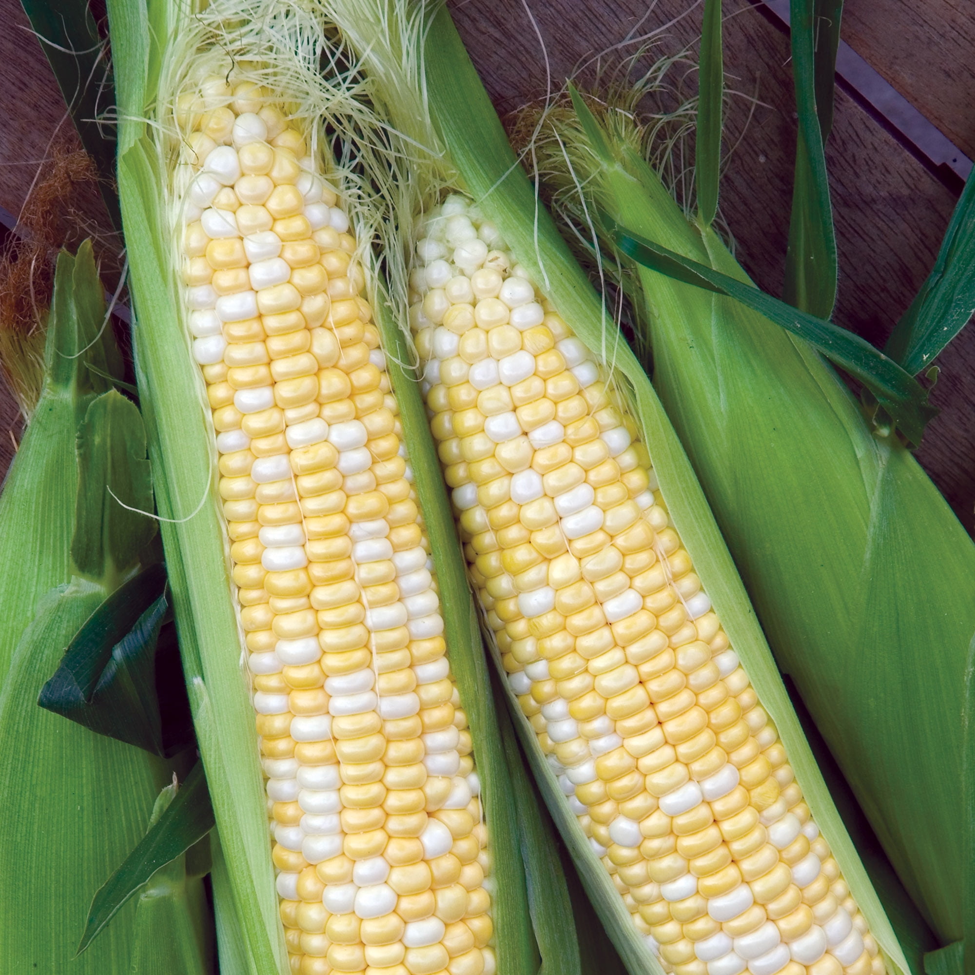Burpee Burpee's Triple Crown Bicolor Hybrid Sweet Corn Vegetable Seed, 1-Pack