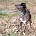 thumbnail image 3 of Country Brook Petz® Everyday Safety Reflective Dog Collar (Teal, Medium), 3 of 7