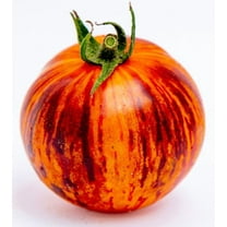 Queen of the Night Tomato Premium Seeds for Planting