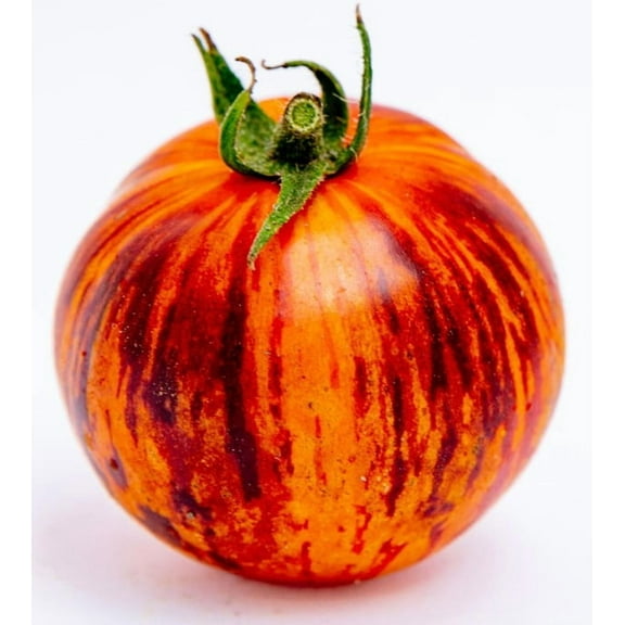 Queen of the Night Tomato Premium Seeds for Planting