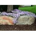 thumbnail image 2 of Moss Phlox 'Emerald Blue' - Live Starter Plant, 2 of 4