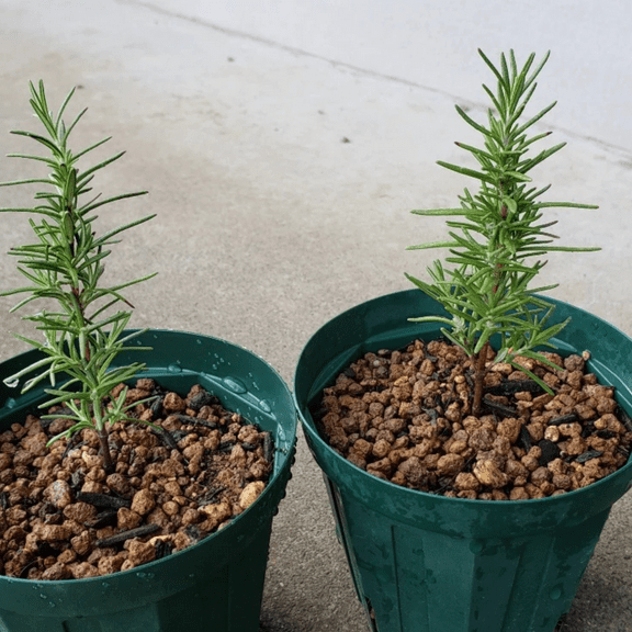 Live Rosemary Plants 6–8 inch Tall, Fragrant Rosemary Herb, Rosemary Plants For Planting Indoor Outdoor