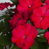 Altman Plants 1 qt Sunpatiens Compact Deep Red Printed Pot Plant Collection (4-Pack)