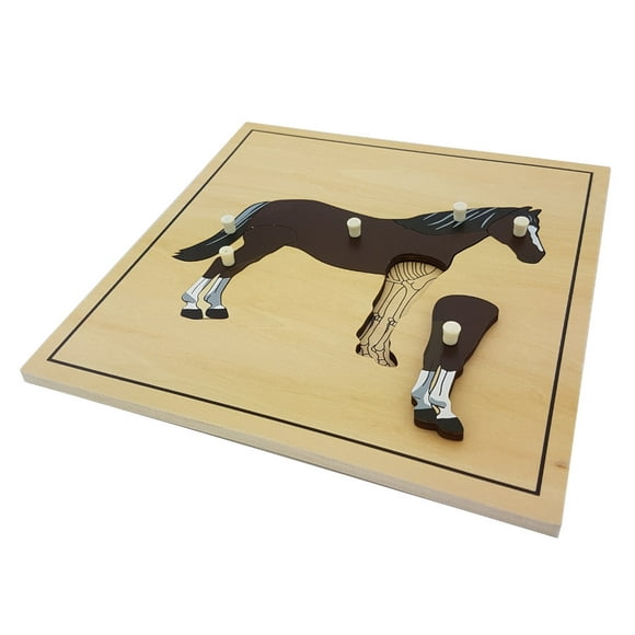 IFIT Montessori Horse Puzzle with Skeleton, Montessori Toys Biology Material