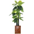 thumbnail image 1 of 81 in. Tall Elephant Ear Plant with Fiber Stone Pot, 1 of 3