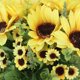 thumbnail image 2 of Simulación de girasol flor artificial planta decoración del hogar (amarillo), 2 of 3