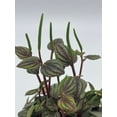 thumbnail image 5 of Peperomia Piccolo Banda, albovittata,4 inch Pot, Rare Mixed Frost peperomia, 5 of 7