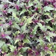 thumbnail image 2 of Purple Passion Plant - Royal Velvet Plant - 4 Live Starter Plants in 2 Inch Pots - Gynura Aurantica - Rare Indoor Houseplant, 2 of 6
