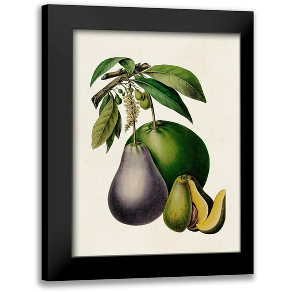 Unknown 12x14 Black Modern Framed Museum Art Print Titled - Fruit of the Tropics IV