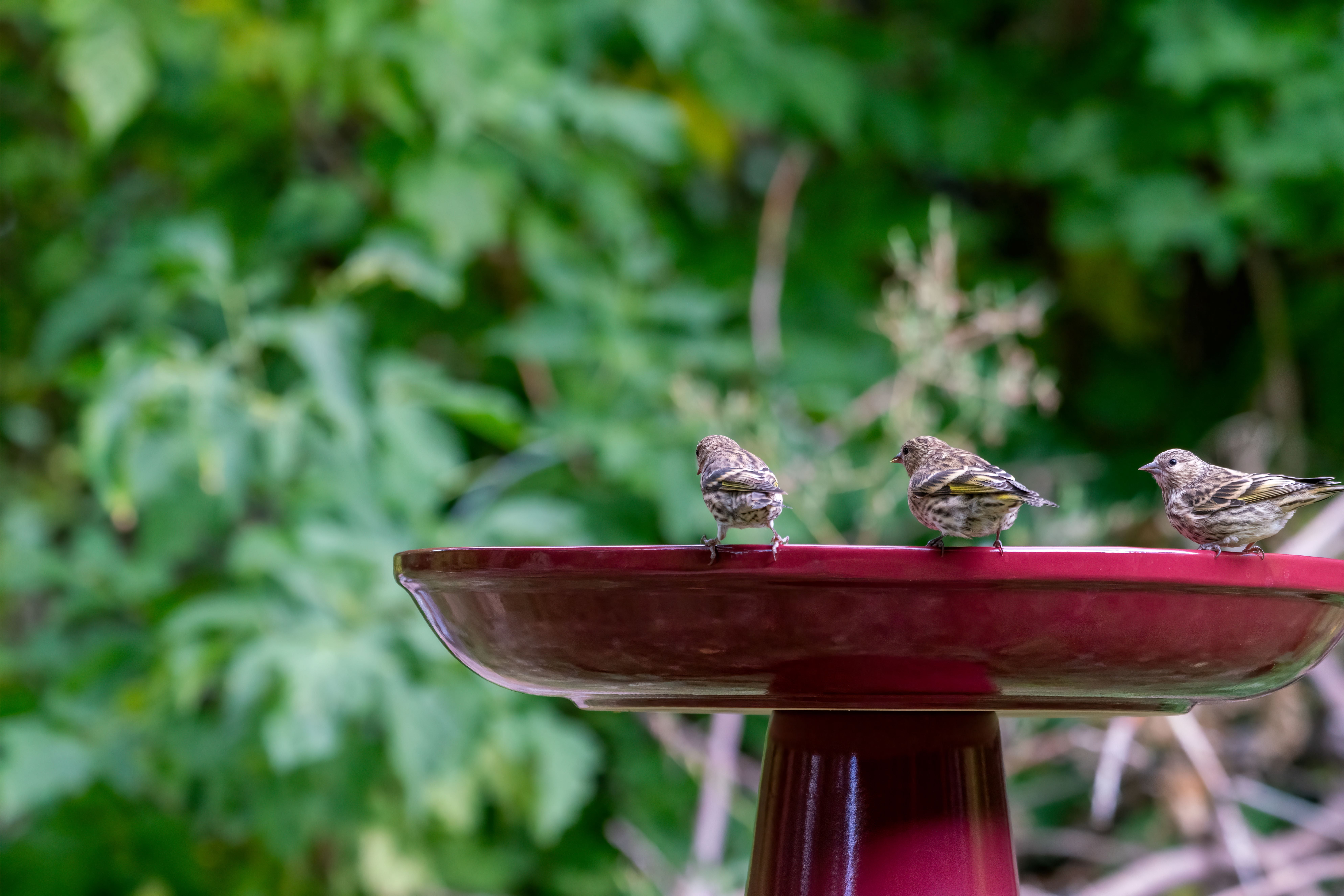 Birds Choice Ohio Stoneware Weather Resistant Ceramic Clay Pedestal Bird Bath, 22"H x 17"D, Burgundy