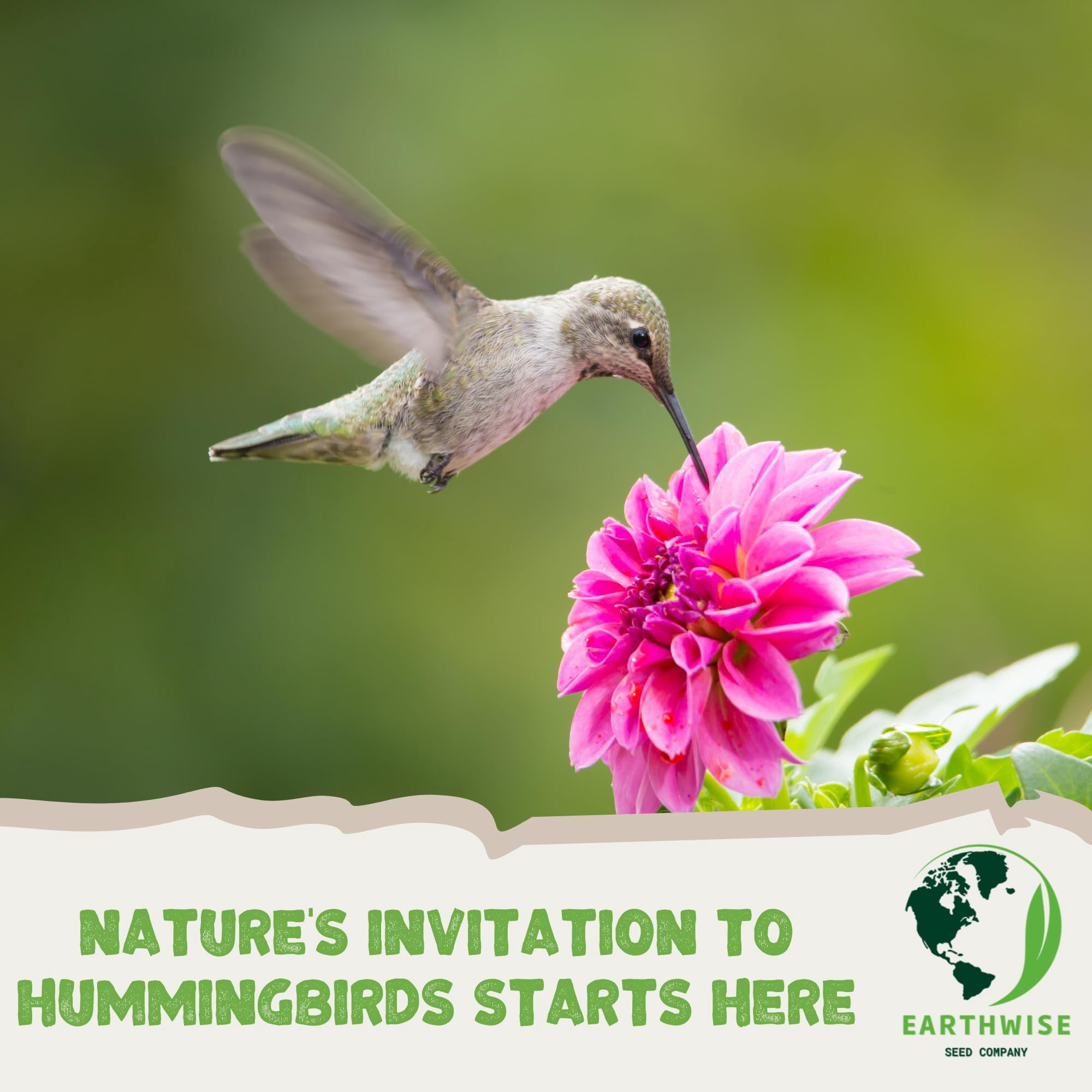 Earthwise Hummingbird Haven Flower Seed Mix, Attracts Hummingbirds, 1lb, Covers 2400 sq ft