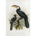thumbnail image 3 of Daniel Giraud Elliot 13x18 Black Modern Framed Museum Art Print Titled - Hydrocissa Exarhatus (1882), 3 of 5
