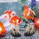 thumbnail image 4 of unbranded De Para Acuario Con De Silicona Y, 4 of 6