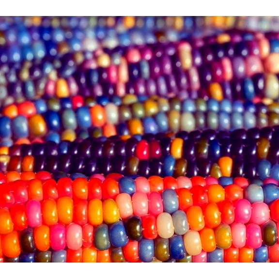 CZ Grain 50 Glass Gem Corn Plant Seed, Easy to Grow