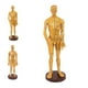 thumbnail image 4 of Modelo de Hombre con Puntos de , Hombre 2 jinwen Punto de acupuntura del cuerpo humano, 4 of 7