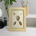 thumbnail image 5 of Bookplate Shells II - Framed Print w/glass - Natural Wood, 5 of 8