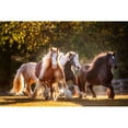 thumbnail image 3 of PHBurchett 18x13 Black Modern Framed Museum Art Print Titled - Sunlit Horses III, 3 of 5