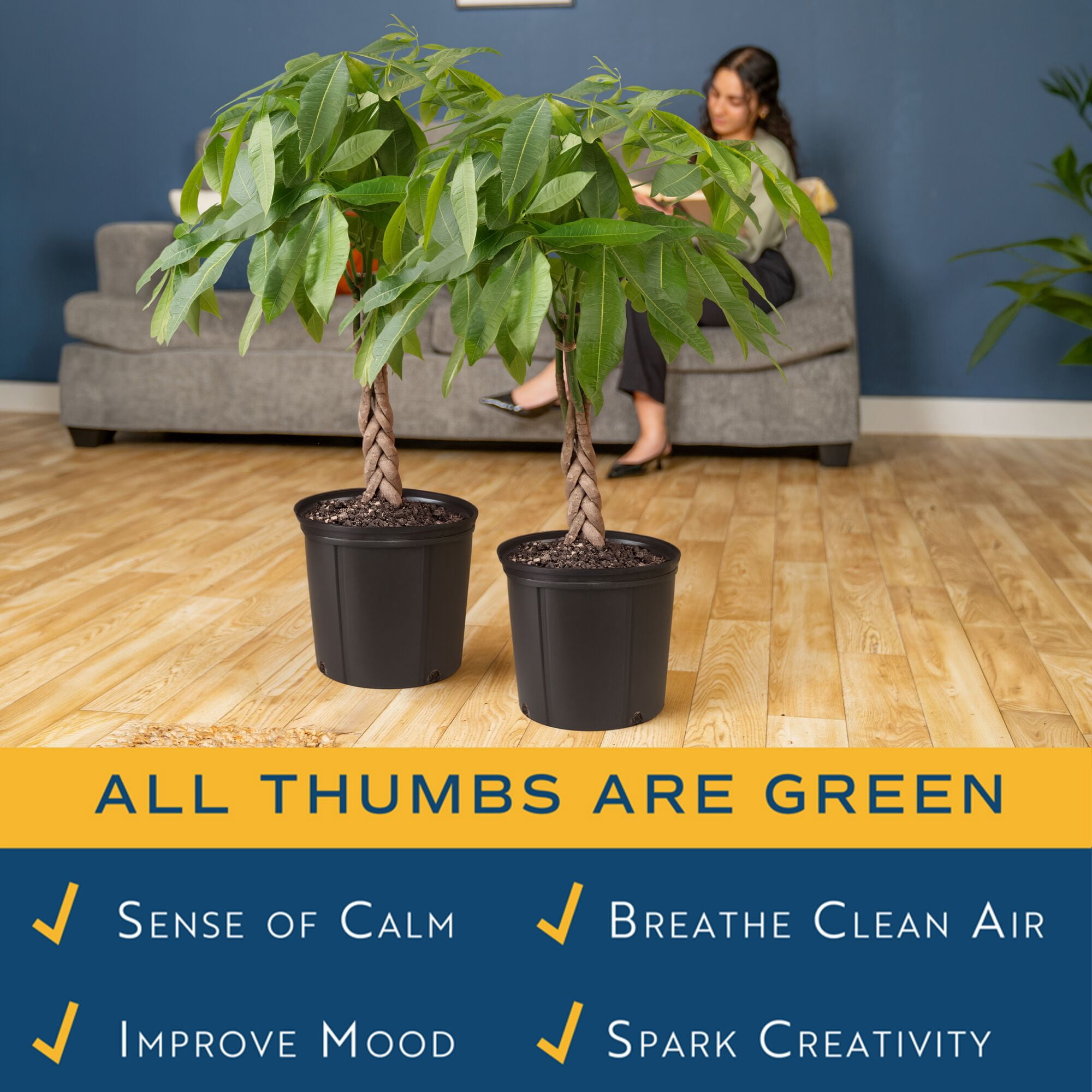 Costa Farms 32" Pachira Money Tree House Plant in 10" Grower Pot (2 Count)