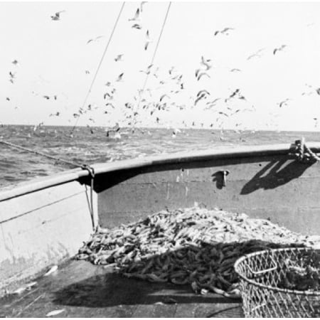 Sea gulls flying over shrimp on boat Poster Print