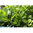 thumbnail image 5 of 50 GREEN VINES SUPREME MALABAR SPINACH Ceylon Basella Alba Vegetable Seeds, 5 of 11