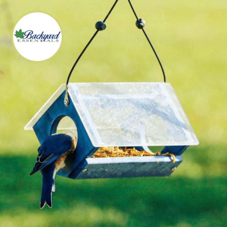 Backyard Essentials Bluebird Feeder Bird Seed and Mealworms Bird