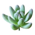 thumbnail image 2 of Fake Succulents Plants Artificial Small Plant 1Pcs Artificial Succulents Plants Faux Plastic Succulents Mini Fake Plants Realistic Artificial Fake Plants, 2 of 4