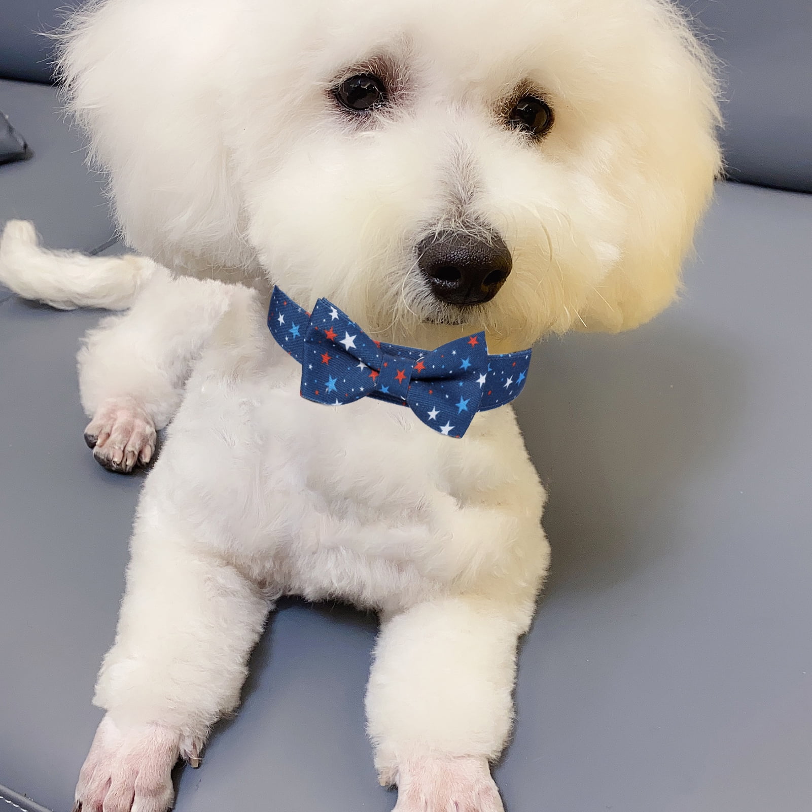 dog necklace for dogs