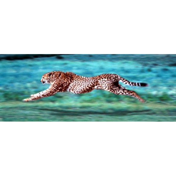 Cheetah Running Photograph 12x36 Art Print Poster