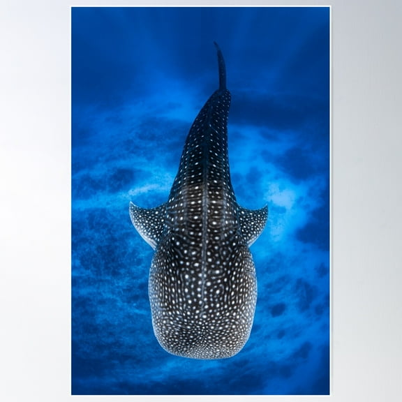 Whale Shark Poster Wall Art, Modern Wall Decor For Living Room Bedroom, 8x12 UNFRAMED