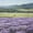 Lavender field03, variant on Purple Iris Golden Wheat Field Snow Capped Mountain Pastoral Scenic Framed Wall Art, Solid Wood Frame Soft Floral Countryside Art Print, Calming Wall Decor for Living Room Cabin, 12x16in
