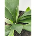 thumbnail image 4 of BubbleBlooms Staghorn Fern, Platycerium bifurcatum, Crown, Elkhorn Fern, 4 inch Pot, 4 of 9