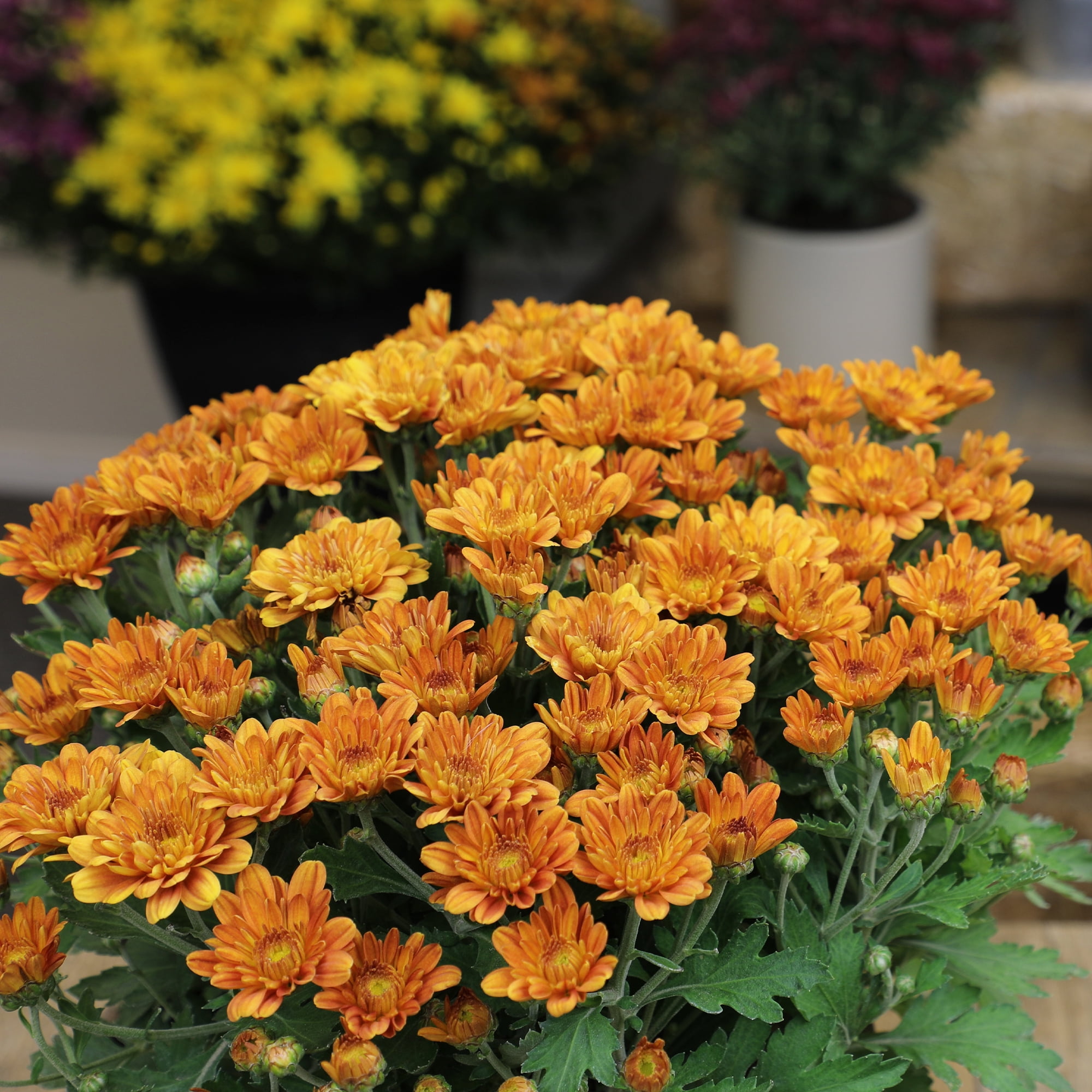 Expert Gardener 1.0PT Orange Mum Live Plant in Grower Pot