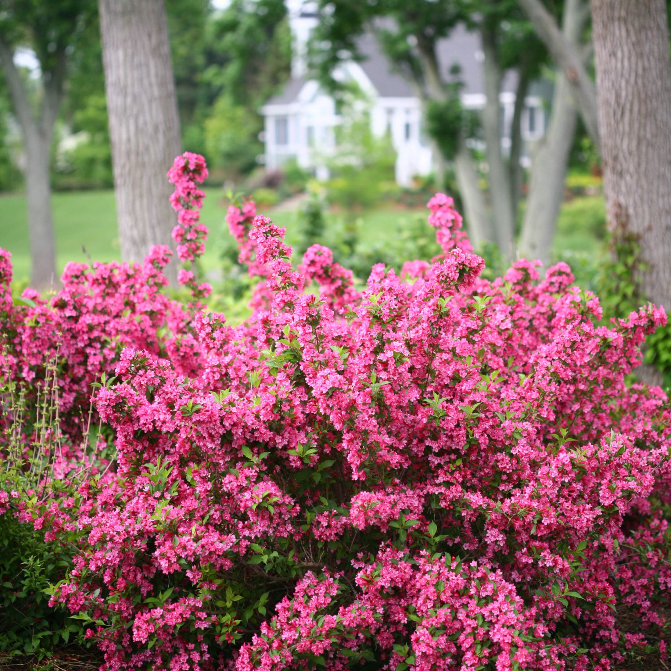 Proven Winners ColorChoice 6" Sonic Bloom Pink Reblooming Weigela Live Plant in 7.5" Pot