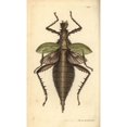 thumbnail image 2 of Malaysian Jungle Nymph, Heteropteryx Dilatata Poster Print By ® Florilegius Mary Evans (18 X 24), 2 of 4