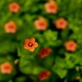 thumbnail image 3 of Outsidepride 10000 Scarlet Pimpernel Plant Seeds, Low-Growing Wild Flower, 3 of 3