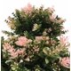 thumbnail image 2 of Planta artificial flor artificial planta artificial planta verde planta en maceta salvia bonsai planta en maceta flor artificial al por mayor flor artificial (rosa) ILoveMilan  JM, 2 of 5