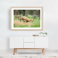 thumbnail image 6 of On The Move Wildlife Photography Print - Photography Fox Wildlife Animal Nature Woodland Wilderness Scenic Unframed Wall Art Print 24 x 36 inches, 6 of 7