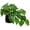 Pothos #Ceramic, variant on Indoor 9 Inch Artificial Monstera in Black Plastic Pot - Faux Potted Tropical Palm for Aesthetic Decor Living Room Shelf Office