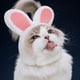 thumbnail image 3 of JANDEL 1 gorro adorable para mascota, divertido gorro con orejas de conejo para gato, perro, conejo, accesorios de fiesta para disfraz, gorro para gato, gatito, cachorro, mascota, materiales seguros, 3 of 8