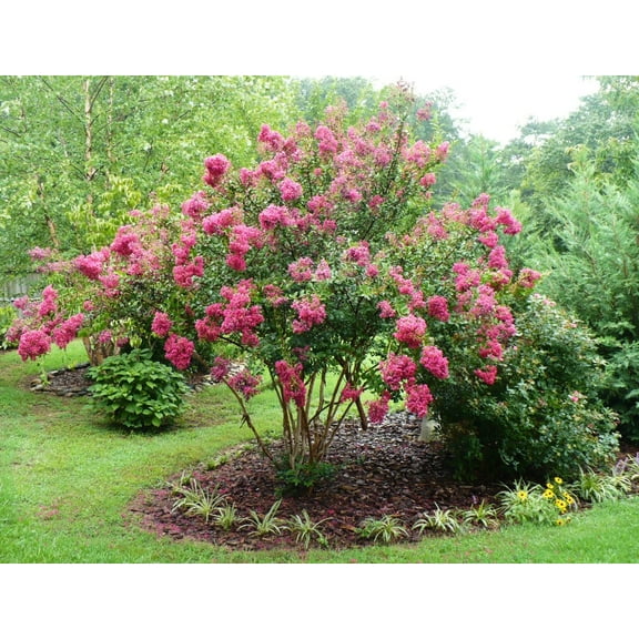 7 Pink Crape Myrtle Cuttings for Planting - Crapemyrtle Tree Shrub  - Lagerstroemia Indica - Flower Plant