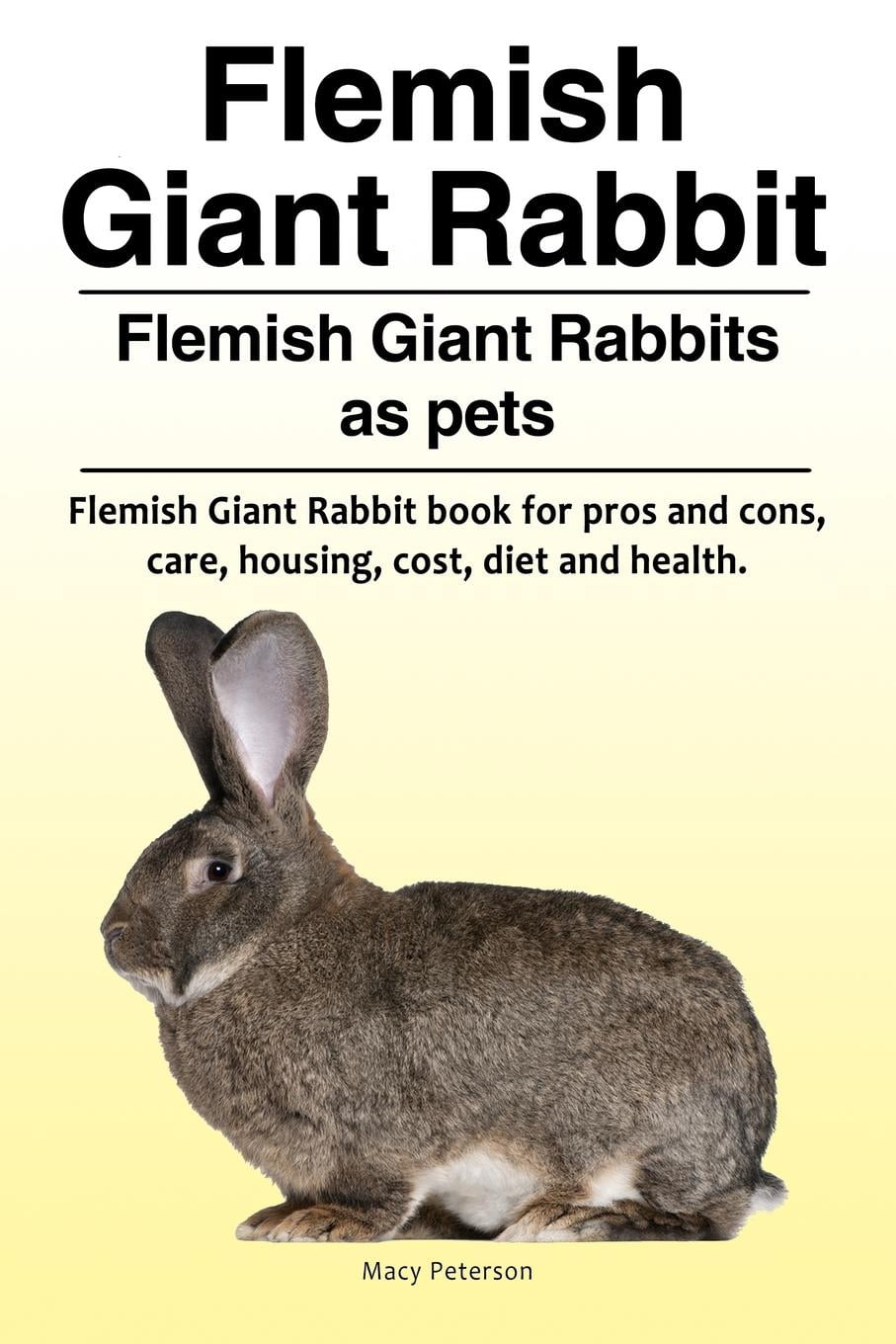 flemish giant cost