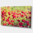 thumbnail image 2 of Beautiful Poppy Flowers Background - Large Flower Canvas Art Print, 2 of 3