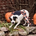 thumbnail image 3 of Sylvtty Pet Spider Costume Halloween Furry Giant Simulation Spider Apparel for Cats Small Medium Dogs Pet Halloween Party Cosplay Dress Up Accessory, 3 of 7