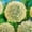 B, variant on Allium, Low Maintenance - Easy Grow - Ideal for Beds Borders, Plant Pots & Planters