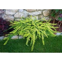 RedCrocus Lonicera nitida 'Twiggy' Box Honeysuckle – Dwarf Golden Evergreen Shrub, Compact Hedge/Border, Sun to Part Shade, Hardy Zones 6–9, Live Plant  1 Gallon Nursery Pot