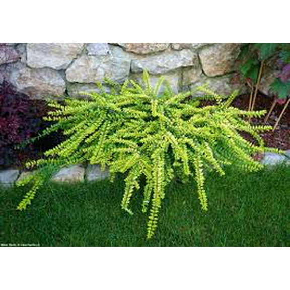 RedCrocus Lonicera nitida 'Twiggy' Box Honeysuckle – Dwarf Golden Evergreen Shrub, Compact Hedge/Border, Sun to Part Shade, Hardy Zones 6–9, Live Plant  1 Gallon Nursery Pot