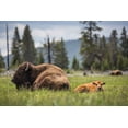 thumbnail image 2 of The Yellowstone Collection 14x11 Black Ornate Wood Framed with Double Matting Museum Art Print Titled - Cow and Calf Bison, Fountain Flat Drive, Yellowstone National Park, 2 of 4