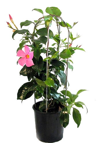 Pink Brazilian Jasmine Plant on Trellis - Mandevilla - 5" Pot/Trellis - Walmart.com - Walmart.com Pink Brazilian Jasmine Plant on Trellis - Mandevilla - 5" Pot/Trellis - Walmart.com - Walmart.com