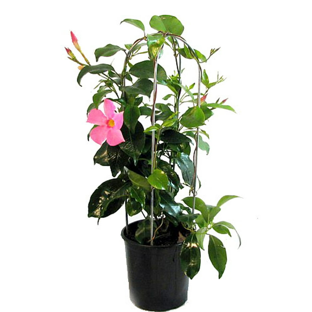 Pink Brazilian Jasmine Plant on Trellis Mandevilla 5" Pot/Trellis