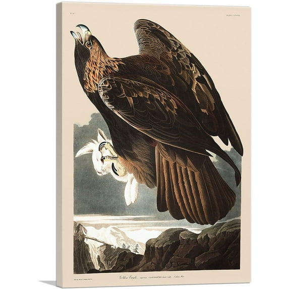 ARTCANVAS Golden Eagle Canvas Art Print by John James Audubon - Size: 18" x 12" (1.50" Deep)